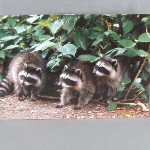 Vintage Postcard - Raccoons British Columbia - Traveltime
